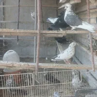 کبوتر ،قفس ،جفت کن