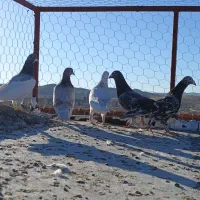 کفتر|پرنده|شیراز, سجادیه|دیوار