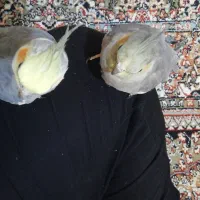عروس هلندی گمشده