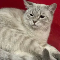 گربه میکس رگدال و بریتیش|گربه|کرج, مصباح|دیوار