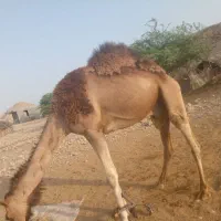 شتر نر