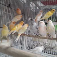 پرندگان زینتی عباس پور|پرنده|شیروان (خراسان), |دیوار