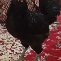 خروس چهل تاج  سیاه ی دس