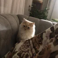 حیوان خانگی