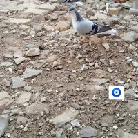 کبوتر بدرنگ است بدون ایراد|پرنده|بشاریات, |دیوار