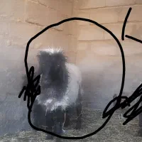 گوسفند میش دوقلو