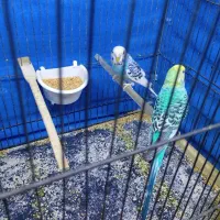 مرغ عشق معاوضه با ماهی