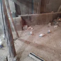 فروش ۲۶ عدد کفتر دونه ۴۰۰ تومن|پرنده|دشتک, |دیوار