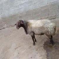 بره قوچ نر