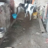 گوساله نر درجه یک آماده جمع