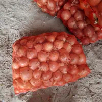 تامین کننده پیاز برا صادرات و شهرستان|حراج|بناب, |دیوار