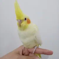 عروس هلندی دستی