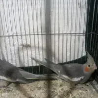 عروس هلندی|پرنده|رانکوه, |دیوار