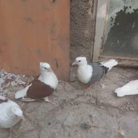 کبوتر پشت رنگی|پرنده|مشهد, کوی المهدی|دیوار