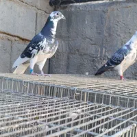 نر ابلغ نژاد  آردن ماتیوس