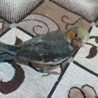 طوطی عروس