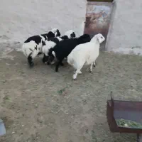 بره شیر کم دنبه چاق