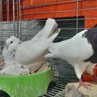 طوقی نروماده