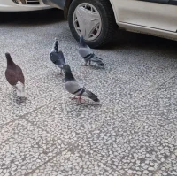 کفتر مسافتی