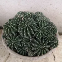 فروش کاکتوس آچینو (زیبا و کمیاب)