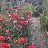 فروش ویلا باغ ۴۰۰متر /بر خیابان اصلی گلدشت/|فروش دفتر صنعتی، کشاورزی، تجاری|بروجرد, |دیوار