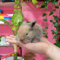 خرگوش لوپ لپ ناز و زیبا|موش و خرگوش|محمودآباد, |دیوار