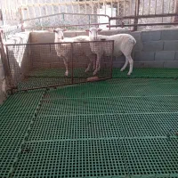 بره نر وماده لاکن|حیوانات مزرعه|اصفهان, بهارستان|دیوار