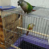 جفت مولد گرینچیک یلو ساید و آناناسی رد