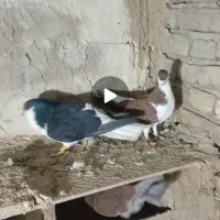 کبوتر|پرنده|بناب, |دیوار