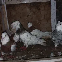 کبوتر کلفه