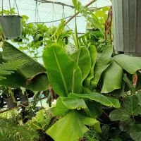 واگذاری گلخانه در حال کار