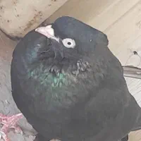 زاغ درجه یک