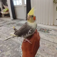 عروس هلندی ابلق دوکت
