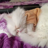 پرشین سوپر فلت