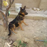 سگ ژرمن ماده|سگ|خمینی‌شهر, |دیوار