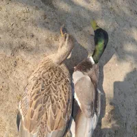 اردک پروازی و غاز محلی و قوغاز|حیوانات مزرعه|رشت, جانبازان|دیوار