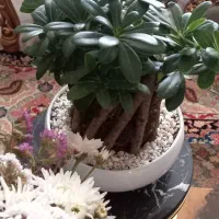 بونسا بنسا تازه سرحال