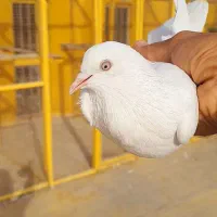 کبوتر پاکستانی|پرنده|چابهار, |دیوار