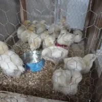 جوجه ۱۰ روزه