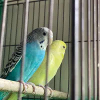 سهره اهوازی بخون