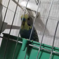 مرغ عشق|پرنده|آباده, |دیوار