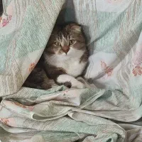 گربه اسکاتیش دبل فولد|گربه|صدرا-فارس, فاز ۲|دیوار