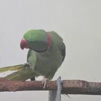 شاه طوطی|پرنده|شیراز, طلاب|دیوار