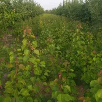 نهال|خدمات باغبانی و درختکاری|نوشین شهر, |دیوار