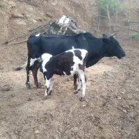 گاوباگوساله نر به فروش میرسد|حیوانات مزرعه|سنگر, |دیوار