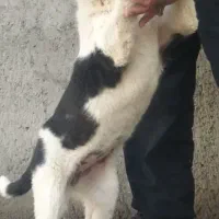 ماده قهدرجونی  واکسن ۵ گاته خورده