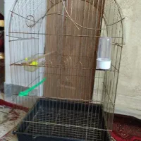 قفس پرنده درحدنو
