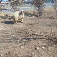 میش وشک|حیوانات مزرعه|ایلام, |دیوار