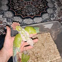 گرینچیک سرلاکی گرینچیک جفت مولد|پرنده|اهواز, کوی رمضان|دیوار