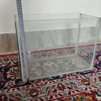 آکواریوم|ماهی|خمینی‌شهر, |دیوار